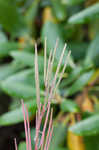 Fringed willowherb